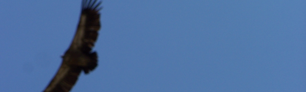 header