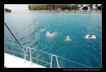 il n'y a que tr�s peu de requins en fait...