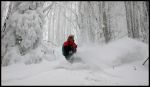 Wax, jour blanc dans la for�t