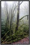 La jungle de Mont Baker (WA)