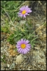 Aster des Alpes (Queyras)
