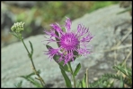Centaurée (Queyras)