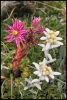 Joubarbe et edelweiss (Tignes)