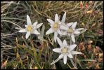 Edelweiss (Tignes)