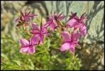 Épilobe des moraines (Queyras)