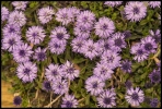Globulaires