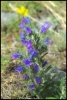 Vipérine (Briançonnais)