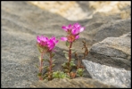 Saxifrage (Petit Saint-Bernard)