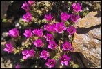 Saxifrage à feuilles opposées (Ouille Noire)