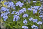 Myosotis alpestre (Petit Saint-Bernard)