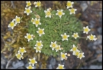 Saxifrage (Vanoise)