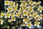 Saxifrage (Ruitor)