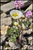 Renoncule des glaciers (Lancebranlette)