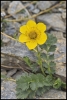Benoîte (Vanoise)