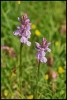 Orchidées (Sainte-Foy Tarentaise)