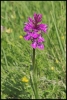 Orchidée (Sainte-Foy Tarentaise)