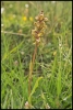 Orchidée (Col de Forclaz)