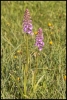 Orchidées (Sainte-Foy Tarentaise)