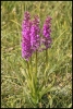 Orchidées (Sainte-Foy Tarentaise)
