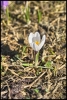 Crocus blanc (Chablais)