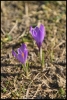 Crocus violet (Chablais)