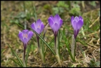 Crocus violet (Chablais)