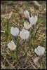 Crocus blanc (Chablais)