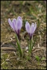 Crocus violacé (Chablais)