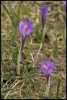 Crocus violet (Chablais)