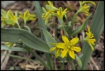 Gagée jaune (Chablais)