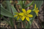 Gagée jaune (Chablais)