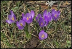 Crocus violet (Chablais)