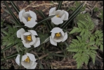 Crocus blanc (Chablais)