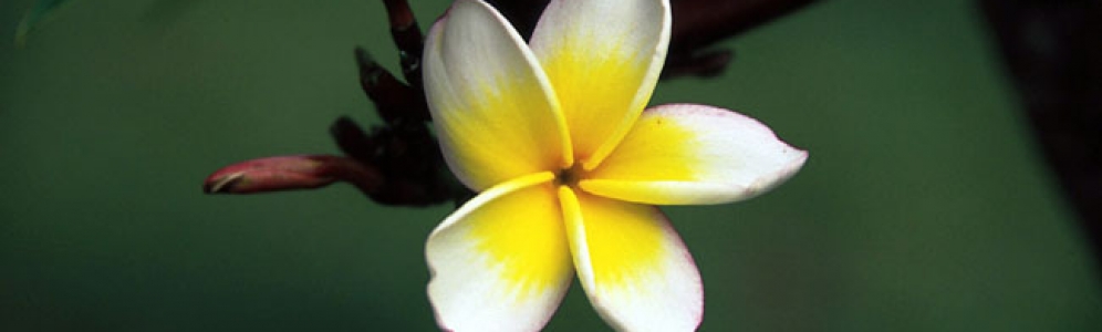 TAHITI - La polyn&eacute;sie sac &agrave; dos - Sept 2007
