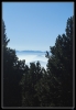 entre les arbres...