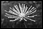 Squelette de fleur en noir et blanc