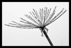 Squelette de fleur en blanc et noir