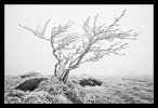 Un arbre zen