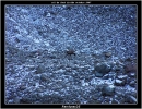 chamois