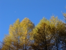 La lune au dessus des mélèzes