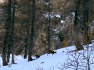 Durant la descente, on dérange des chamois
