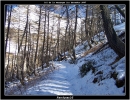 Dans la foret