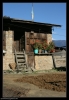 r�colte du millet