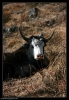 gros yak :-)
