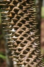 Arbre punk