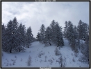 Dans la foret