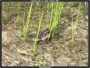 Grenouille
