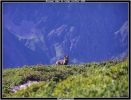 Renard