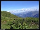 Gentianes pourpres devant Verbier