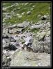 Le chef des marmottes